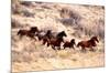 Mustang Horses Running, Wyoming-null-Mounted Premium Giclee Print