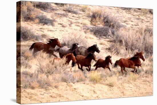 Mustang Horses Running, Wyoming-null-Stretched Canvas