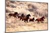 Mustang Horses Running, Wyoming-null-Mounted Art Print