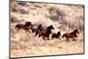 Mustang Horses Running, Wyoming-null-Mounted Art Print