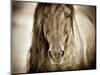 Mustang Sally-Lisa Dearing-Mounted Photographic Print