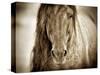 Mustang Sally-Lisa Dearing-Stretched Canvas