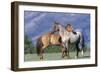 Mustang Two, Standing Close Together-null-Framed Photographic Print