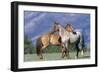 Mustang Two, Standing Close Together-null-Framed Photographic Print