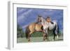 Mustang Two, Standing Close Together-null-Framed Photographic Print