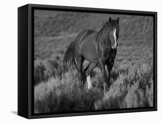 Mustang / Wild Horse, Chestnut Stallion Walking, Wyoming, USA Adobe Town Hma-Carol Walker-Framed Stretched Canvas