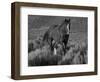 Mustang / Wild Horse, Chestnut Stallion Walking, Wyoming, USA Adobe Town Hma-Carol Walker-Framed Premium Photographic Print