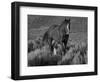 Mustang / Wild Horse, Chestnut Stallion Walking, Wyoming, USA Adobe Town Hma-Carol Walker-Framed Premium Photographic Print