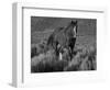 Mustang / Wild Horse, Chestnut Stallion Walking, Wyoming, USA Adobe Town Hma-Carol Walker-Framed Premium Photographic Print