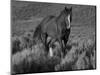 Mustang / Wild Horse, Chestnut Stallion Walking, Wyoming, USA Adobe Town Hma-Carol Walker-Mounted Premium Photographic Print