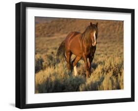 Mustang / Wild Horse, Chestnut Stallion Walking, Wyoming, USA Adobe Town Hma-Carol Walker-Framed Photographic Print