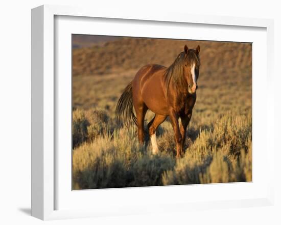 Mustang / Wild Horse, Chestnut Stallion Walking, Wyoming, USA Adobe Town Hma-Carol Walker-Framed Photographic Print