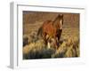 Mustang / Wild Horse, Chestnut Stallion Walking, Wyoming, USA Adobe Town Hma-Carol Walker-Framed Photographic Print