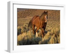 Mustang / Wild Horse, Chestnut Stallion Walking, Wyoming, USA Adobe Town Hma-Carol Walker-Framed Photographic Print