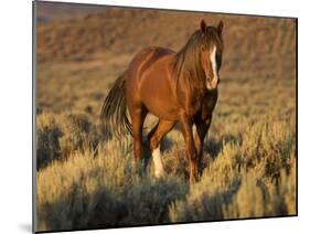 Mustang / Wild Horse, Chestnut Stallion Walking, Wyoming, USA Adobe Town Hma-Carol Walker-Mounted Photographic Print