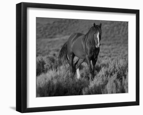 Mustang / Wild Horse, Chestnut Stallion Walking, Wyoming, USA Adobe Town Hma-Carol Walker-Framed Photographic Print