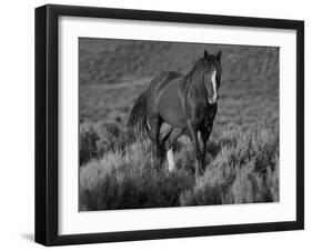 Mustang / Wild Horse, Chestnut Stallion Walking, Wyoming, USA Adobe Town Hma-Carol Walker-Framed Photographic Print