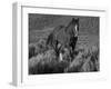 Mustang / Wild Horse, Chestnut Stallion Walking, Wyoming, USA Adobe Town Hma-Carol Walker-Framed Photographic Print