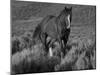 Mustang / Wild Horse, Chestnut Stallion Walking, Wyoming, USA Adobe Town Hma-Carol Walker-Mounted Photographic Print