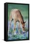 Mustang Wild Horse Colt Checking Out Wildflowers-null-Framed Stretched Canvas
