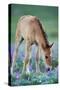 Mustang Wild Horse Colt Checking Out Wildflowers-null-Stretched Canvas