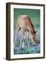 Mustang Wild Horse Colt Checking Out Wildflowers-null-Framed Photographic Print