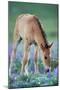 Mustang Wild Horse Colt Checking Out Wildflowers-null-Mounted Photographic Print