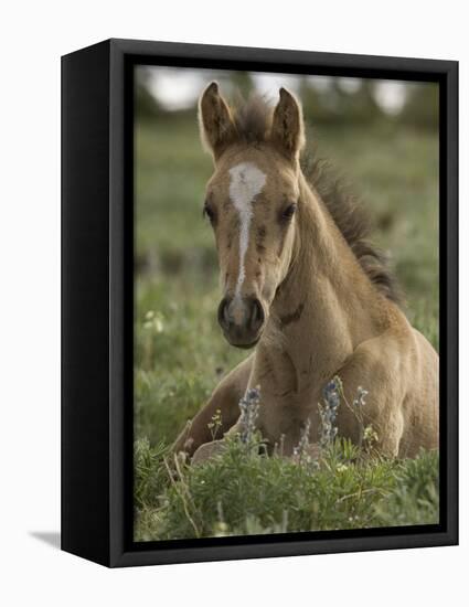 Mustang / Wild Horse Colt Foal Resting Portrait, Montana, USA Pryor Mountains Hma-Carol Walker-Framed Stretched Canvas