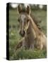 Mustang / Wild Horse Colt Foal Resting Portrait, Montana, USA Pryor Mountains Hma-Carol Walker-Stretched Canvas