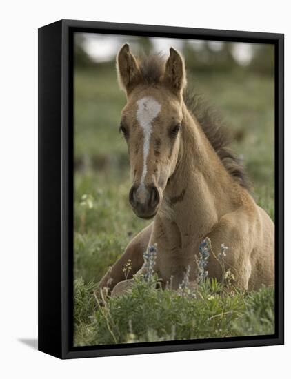 Mustang / Wild Horse Colt Foal Resting Portrait, Montana, USA Pryor Mountains Hma-Carol Walker-Framed Stretched Canvas