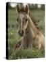 Mustang / Wild Horse Colt Foal Resting Portrait, Montana, USA Pryor Mountains Hma-Carol Walker-Stretched Canvas