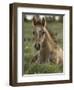 Mustang / Wild Horse Colt Foal Resting Portrait, Montana, USA Pryor Mountains Hma-Carol Walker-Framed Premium Photographic Print