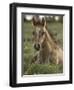 Mustang / Wild Horse Colt Foal Resting Portrait, Montana, USA Pryor Mountains Hma-Carol Walker-Framed Premium Photographic Print