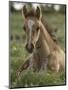 Mustang / Wild Horse Colt Foal Resting Portrait, Montana, USA Pryor Mountains Hma-Carol Walker-Mounted Premium Photographic Print