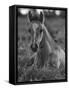 Mustang / Wild Horse Colt Foal Resting Portrait, Montana, USA Pryor Mountains Hma-Carol Walker-Framed Stretched Canvas