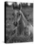 Mustang / Wild Horse Colt Foal Resting Portrait, Montana, USA Pryor Mountains Hma-Carol Walker-Stretched Canvas