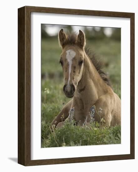 Mustang / Wild Horse Colt Foal Resting Portrait, Montana, USA Pryor Mountains Hma-Carol Walker-Framed Photographic Print