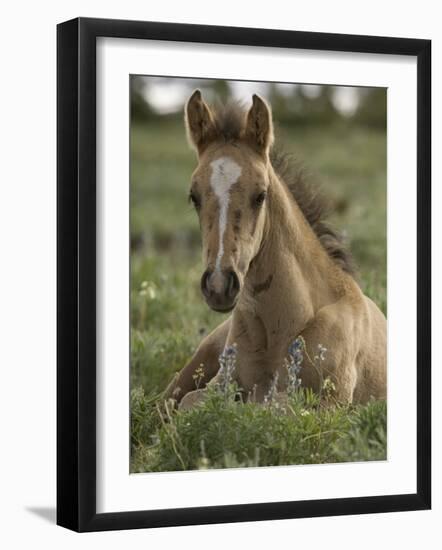 Mustang / Wild Horse Colt Foal Resting Portrait, Montana, USA Pryor Mountains Hma-Carol Walker-Framed Photographic Print