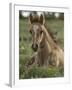 Mustang / Wild Horse Colt Foal Resting Portrait, Montana, USA Pryor Mountains Hma-Carol Walker-Framed Photographic Print