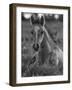 Mustang / Wild Horse Colt Foal Resting Portrait, Montana, USA Pryor Mountains Hma-Carol Walker-Framed Photographic Print