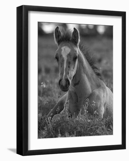 Mustang / Wild Horse Colt Foal Resting Portrait, Montana, USA Pryor Mountains Hma-Carol Walker-Framed Photographic Print