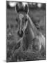 Mustang / Wild Horse Colt Foal Resting Portrait, Montana, USA Pryor Mountains Hma-Carol Walker-Mounted Photographic Print