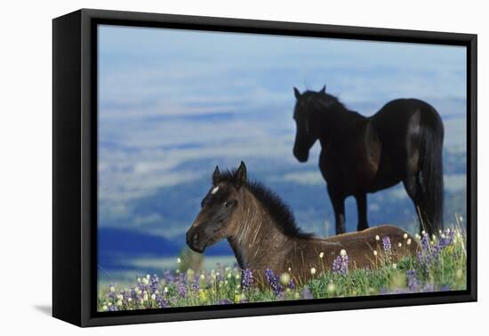 Mustang Wild Horse Colt in Foreground-null-Framed Stretched Canvas