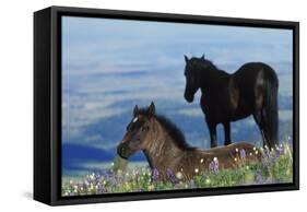 Mustang Wild Horse Colt in Foreground-null-Framed Stretched Canvas