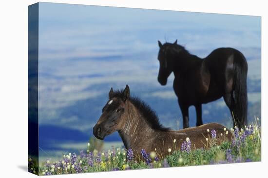 Mustang Wild Horse Colt in Foreground-null-Stretched Canvas