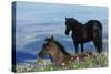 Mustang Wild Horse Colt in Foreground-null-Stretched Canvas