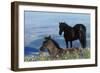 Mustang Wild Horse Colt in Foreground-null-Framed Photographic Print