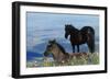 Mustang Wild Horse Colt in Foreground-null-Framed Photographic Print