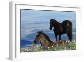 Mustang Wild Horse Colt in Foreground-null-Framed Photographic Print