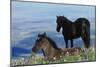 Mustang Wild Horse Colt in Foreground-null-Mounted Photographic Print